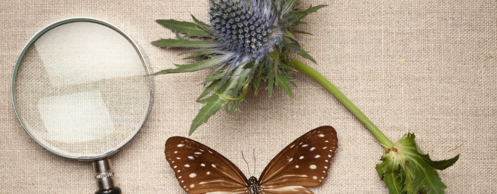 image of butterfly and maginfying glass and flower. for Faith-Based Science Curriculum: biology guide at AriseHomeEducatin.com