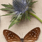 image of butterfly and maginfying glass and flower. for Faith-Based Science Curriculum: biology guide at AriseHomeEducatin.com