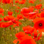 image of red poppies.