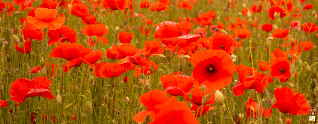 image of red poppies.
